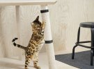 Конструкторы из ветеринарами разработали серию мебели для животных