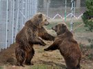 Медведи в приюте "Домажир"