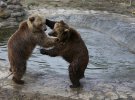 Медведи в приюте "Домажир"