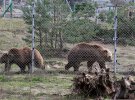 Медведи в приюте "Домажир"