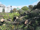 Коммунальщики вырубают деревья на Пейзажной аллее
