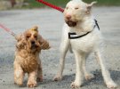 Двое псов борются с ветром на мысе Лендс-Энд