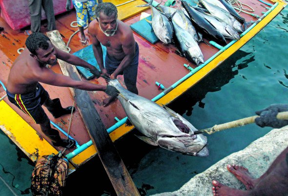 Риба – одна з головних статей експорту на Мальдівських островах. Рибалять із багатомісних човнів – доні. Частину улову отримує власник судна, решту – продають на ринку