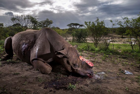 Победитель конкурса: черный носорог, застреленный в заповеднике Южной Африки. Неизвестные вырезали рог на носу животного