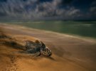 Кожистая черепаха — самая крупная из всех на Земле — отложила яйца на суше и медленно продвигается к океану, Сент-Кетис