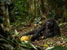  Самец гориллы по кличке Сасо собрался на обед, республика Конго