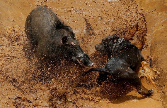 Жестокие схватки диких кабанов с охотничьими собаками являются индонезийской разновидностью корриды или родео