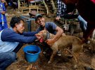 Жестокие схватки диких кабанов с охотничьими собаками являются индонезийской разновидностью корриды или родео
