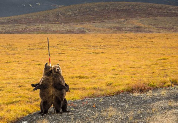 Мережу розвеселив спосіб, у який ведмеді чухають спину 