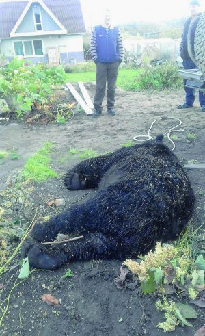 Мешканці дачного селища Лопатіно Невельського району на півдні острова Сахалін Російської Федерації стоять біля туші бурого ведмедя. Його застрелив господар, у дворі якого хижак напередодні роздер собаку