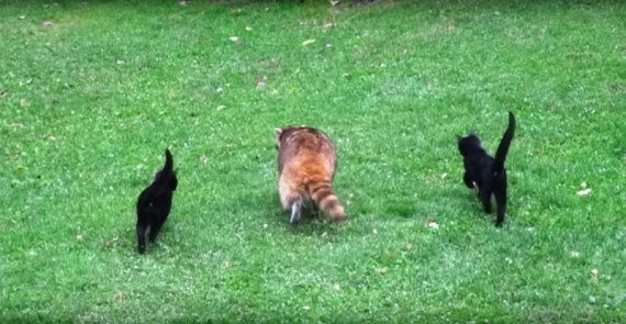 Сліпий єнот всюди ходить з двома котами