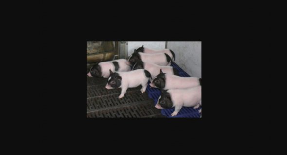 ГМО-поросята.