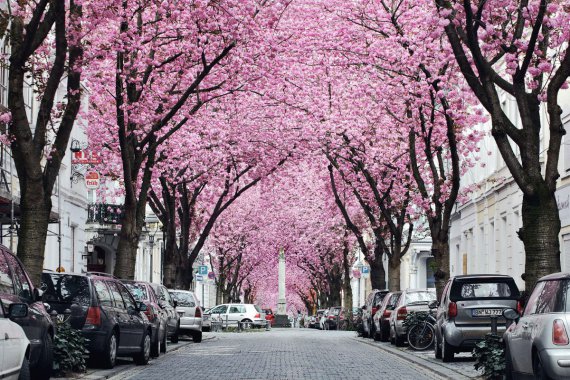 Туннель цветущей вишни, Германия.