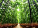 Бамбуковый проход, Япония.