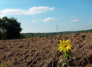 Вінницька мерія віддала землю фірмі з РФ. Фото: agronews.ua