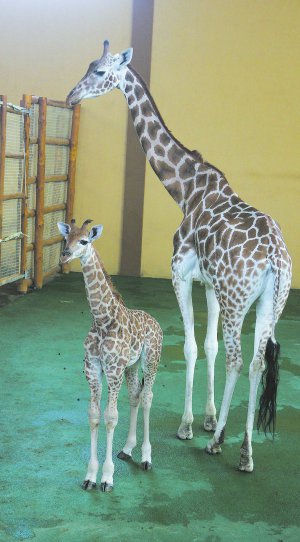   Giraffa camelopardalis giraffa          