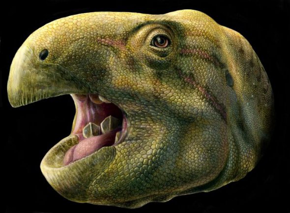 Художественная реконструкция головы Matheronodon provincialis