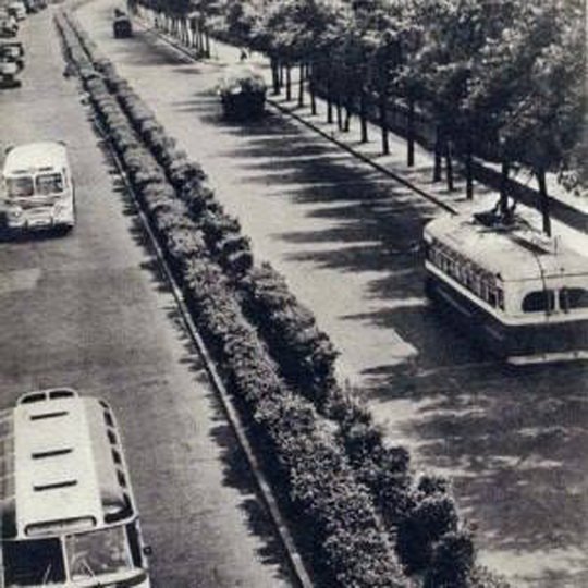В 1950-х годах на обочинах киевского бульвара Дружбы народов рядом росли деревья и кусты
