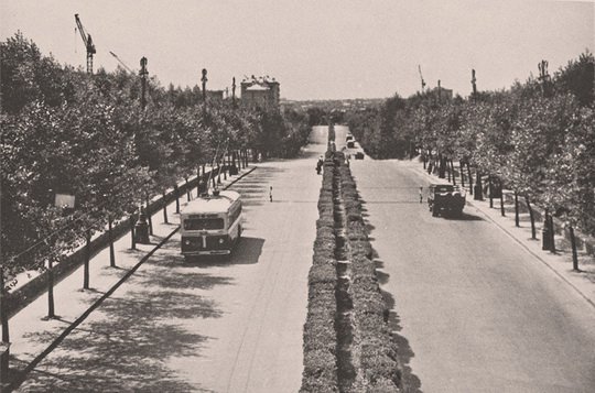 В 1950-х годах на обочинах киевского бульвара Дружбы народов рядом росли деревья и кусты