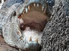 4-метровый крокодил весил 500 кг