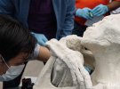 Необходим более детальный анализ ДНК мумий чтобы выяснить человеческие ли это останки или инопланетные