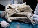 Необходим более детальный анализ ДНК мумий чтобы выяснить человеческие ли это останки или инопланетные