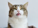 Кіт Рексі викручує язик в різні сторони