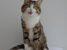 Кіт Рексі викручує язик в різні сторони