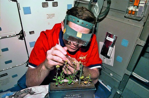 Перший астронавт незалежної України Леонід Каденюк проводить досліди над рослинами на борту американського космічного корабля Columbia
