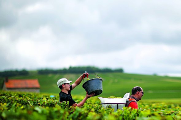 Працівники збирають виноград у провінції Шабле, Франція. Там виготовляють сорт вина ”Шаблі”