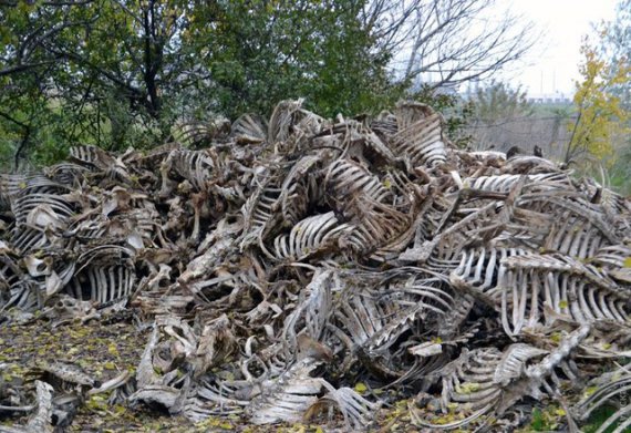 Скелеты в Одессе