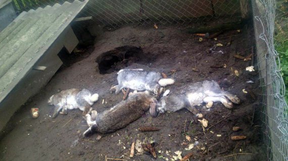 В селе Погарисько Жовковского района неизвестное существо убивает кроликов