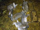 В селі Погарисько Жовківського району невідома істота вбиває кролів