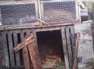 В селе Погарисько Жовковского района неизвестное существо убивает кроликов