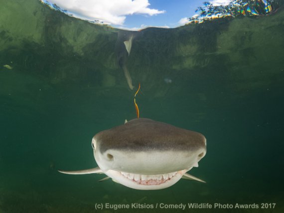 Международный фотоконкурс комедийных снимков дикой природы