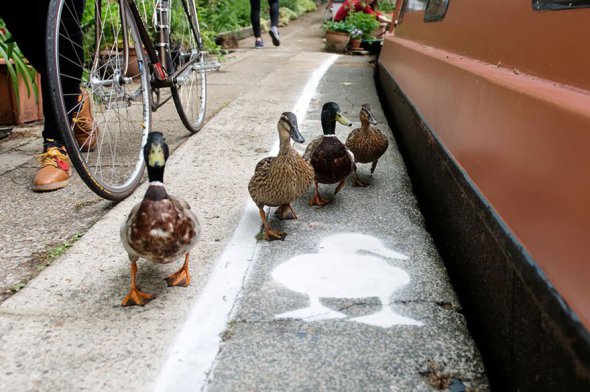 Велосипедні доріжки для качок зробили на трасі