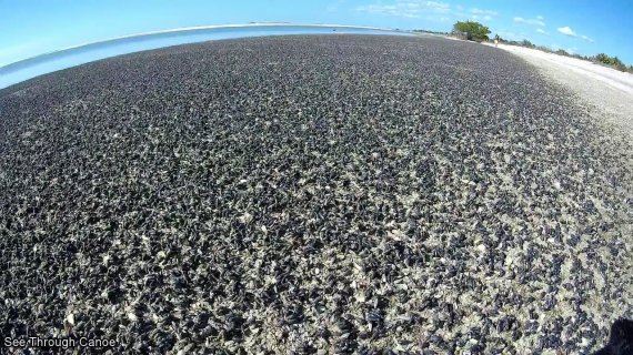 Черные улитки из рода Cerithium не редкость в этой акватории, но обычно они живут в воде. 