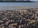 Шторм мог переместить водоросли и другой корм, которым питаются моллюски, к берегу, и они отправились за своей едой