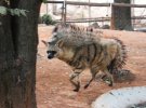 Редкое животное: сфотографировали волка с липким языком