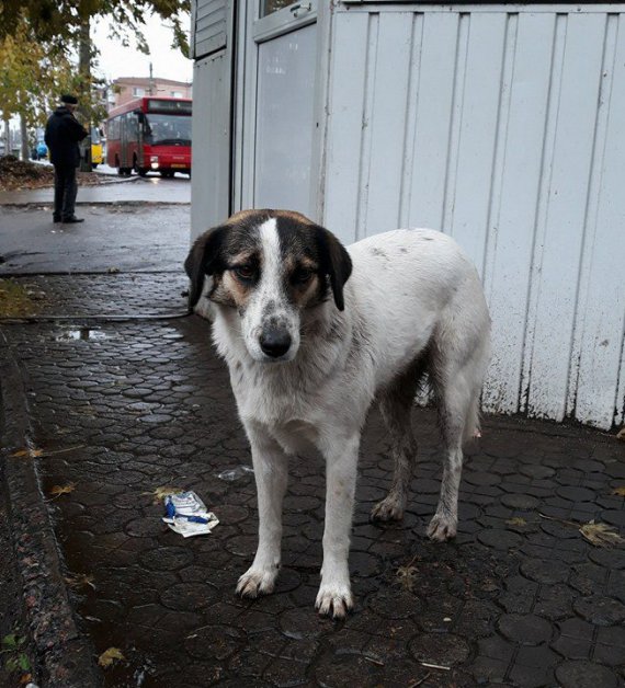 Собаку-"Хатіко", який місяцями сидів на зупинці у Черкасах, знайшли господарів