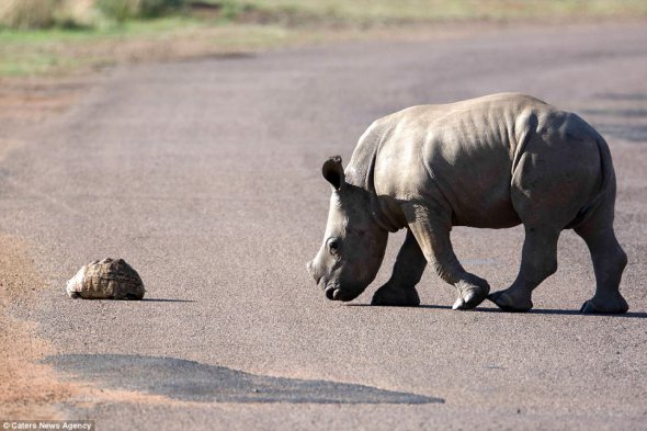 Дитинча носорога вперше побачило черепаху під час прогулянки національним парком Піланесберг