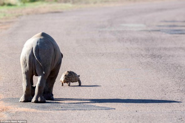 Когда черепаха пошла сама, детеныш вернулось к матери
