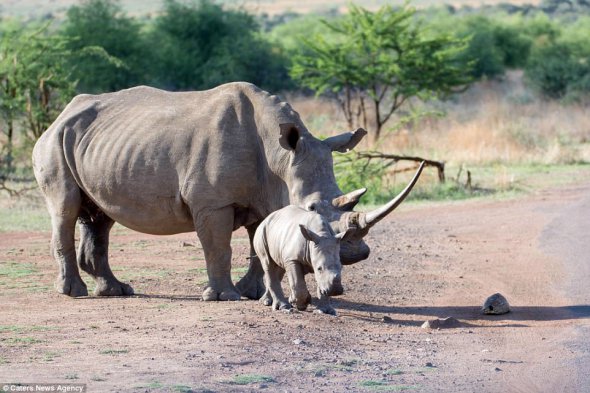 Детеныш носорога помог черепахе перейти через дорогу