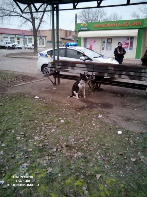 Патрульні знайшли господаря собаки, який прив'язав її на зупинці