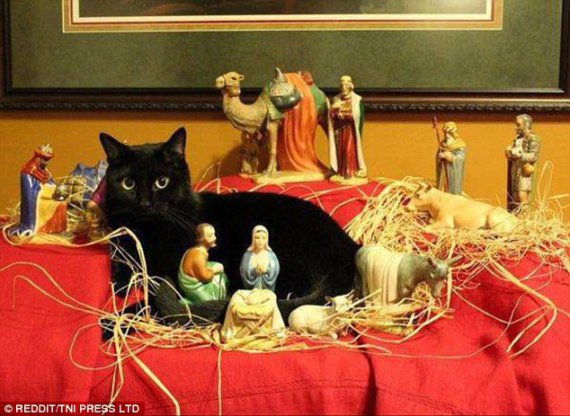 Рождественские коты удачно вписались в декорации