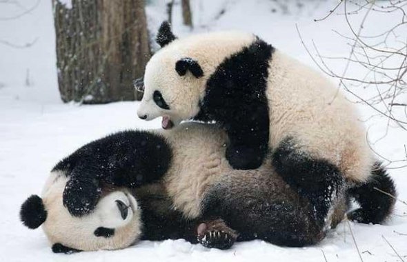 Забавные панды барахтаются в снегу