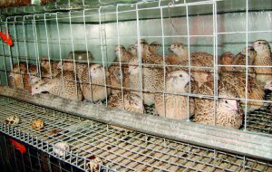 В Україні зареєстровано 560 перепелиних ферм. Із них 10 — великі господарства на 100–150 тисяч голів птиці. Щороку постачають понад 600 мільйонів яєць. Упаковка на два десятки в магазинах коштує від 21 гривні
