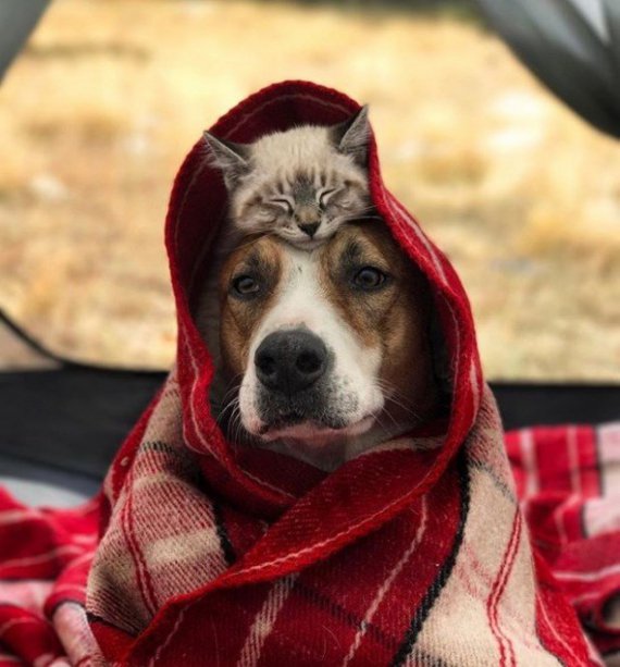  З нагоди Всесвітнього дня домашніх тварин зібрали 10 кумедних Instagram-акаунтів пухнастиків