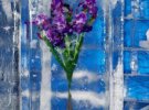 Цветы замораживают в воде в специальных морозильных камерах