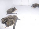 Летучие мыши готовятся к зимней спячке и стали чаще залетать на балконы, в офисы и подъезды